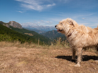 Side profile, of a hairy dog, type shepherd breed with a spectacular landscape behind with mountains and mountains