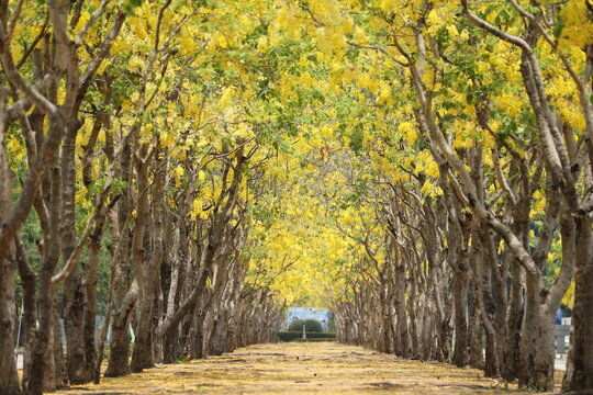 Cassia fistula, a tree tunnel