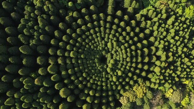 日本で行われた半世紀にわたる杉の生育実験が生み出した幾何学的なミステリーサークル 