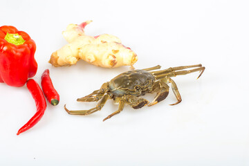 Crabs on a white background