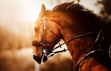 A fast, beautiful bay horse with a dark mane and a bridle on its muzzle is galloping rapidly,...