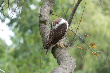 red-tailed hawk (Buteo jamaicensis) preening