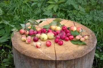 Ripe apples ranet on a stump in the garden