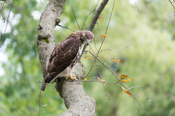 red-tailed hawk (Buteo jamaicensis) perched on a crabtree branch as it scans for possible prey