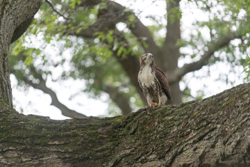 red-tailed hawk (Buteo jamaicensis) feeding on a chipmunk 