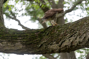 red-tailed hawk (Buteo jamaicensis) feeding on a chipmunk 
