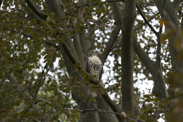 red-tailed hawk (Buteo jamaicensis)