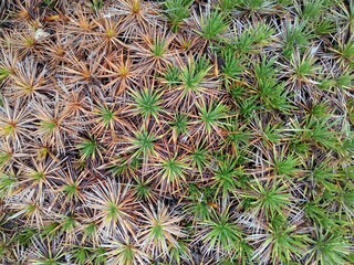 Prickly thrift 