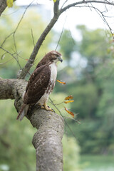 red-tailed hawk (Buteo jamaicensis) perched on a crabtree branch as it scans for possible prey