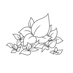 Coloring Page of Anubias Aquatic Plant on a white background