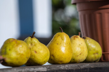 Fresh pears on a wooden fence in the yard in the village of Holloko, Hungary