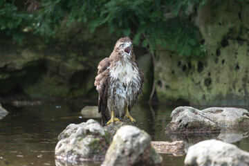 red-tailed hawk (Buteo jamaicensis) after a bath