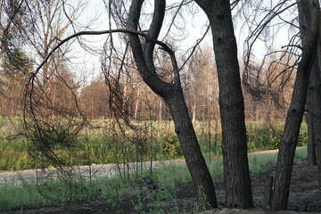 Dead pine forest one year after the great forest fire 