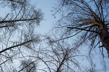 Crowns of dead trees without leaves that suffered from a large forest fire