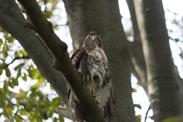 red-tailed hawk (Buteo jamaicensis) dries its feathers in a tree