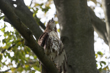 red-tailed hawk (Buteo jamaicensis) dries its feathers in a tree