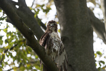 red-tailed hawk (Buteo jamaicensis) dries its feathers in a tree