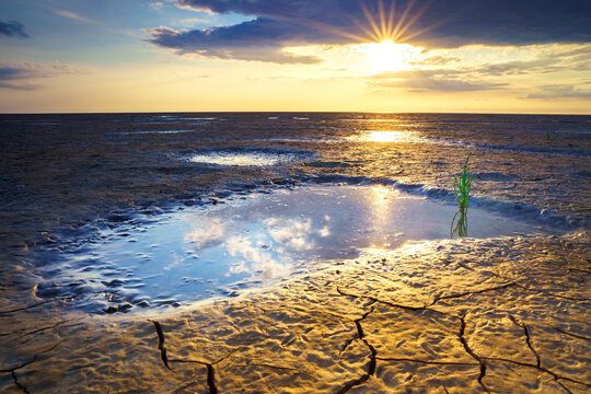 Sea asparagus growing in the puddle on the cracked land at sunset under a cloudy sky