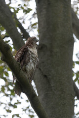 red-tailed hawk (Buteo jamaicensis) dries its feathers in a tree