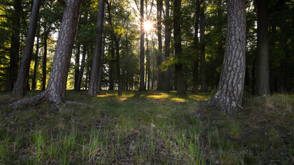 Fototapeta premium Sonne scheint im Wald durch die Blätter Baukronen