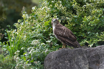 red-tailed hawk (Buteo jamaicensis) perches on a rock after a bath