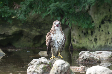 red-tailed hawk (Buteo jamaicensis) after a bath
