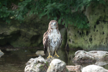red-tailed hawk (Buteo jamaicensis) after a bath