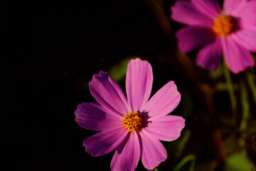 pink flower in the dark