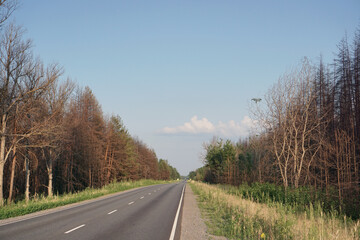 On both sides of the highway, there is a burnt-out forest, a year after a large forest fire.