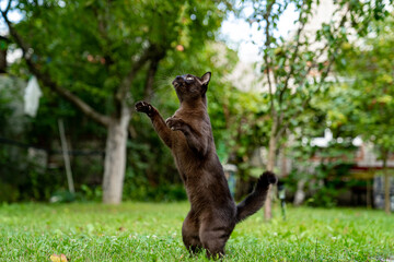 Cute cat outside. Portrait of a brown cat hunting at the green grass. Cat is jumping quickly at somebody in summer day