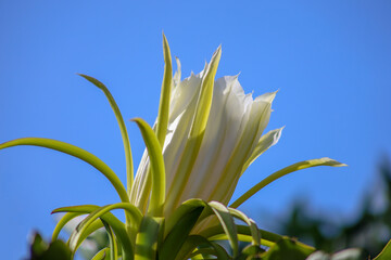 A beautiful night-blooming cereus early in the morning.