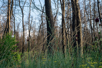 Obraz premium Dead pine forest one year after the great forest fire 
