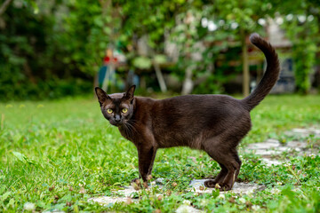 Brown cat looking directly into the camera while walking in the park in the summer on the background of green grass. Full length. Blurred background