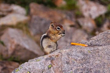 Naklejka na ściany i meble The curious squirrel and the orange pencil