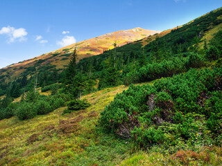 Naklejka premium Ornak z Doliny Starorobociańskiej