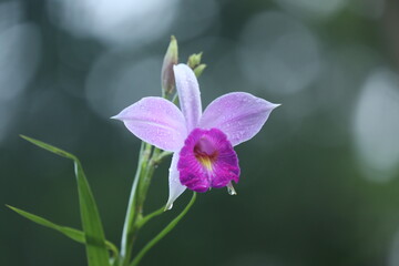 Obraz premium Arundina graminifolia, terrestrial orchid in the family Orchidaceae