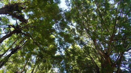 trees in the sky