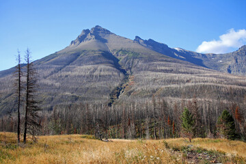 The lonely mountain with the burned trees after a big wilde fire in Waterton Lakes National Park