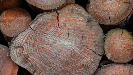 Holzmaserung Maserung von Baumstämmen mit Rissen und Jahresringen Draufsicht Front