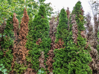 Geschädigte Thuja Pflanzen