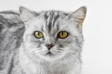 Portrait of a British cat on a white background. The gaze of a tabby cat.