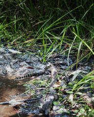 Baby Alligator in the Everglades