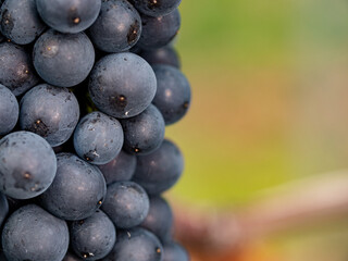 Rheingau, extreme close-up of blue grapes, background blurred. 