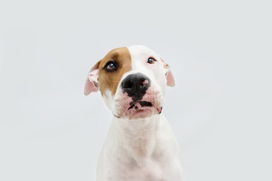 Portrait sad and worried american staffordshire dog. Isolated on gray background.