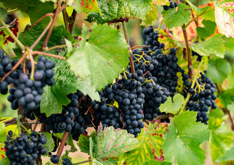 A lot of ripe blue grapes hanging in the vine stock between leaves in September close to harvest.