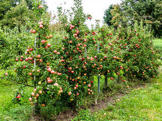 Fototapeta na wymiar Reife Äpfel am Baum