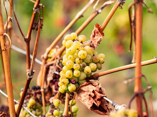 Overripe wine grapes of Riesling between braun branches in September in the Rheingau area.