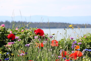 Red flowers with the sea