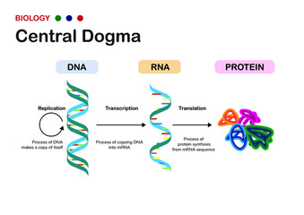 Biology diagram show concept of Central Dogma for RNA transcription and protein translation in cell - obrazy, fototapety, plakaty
