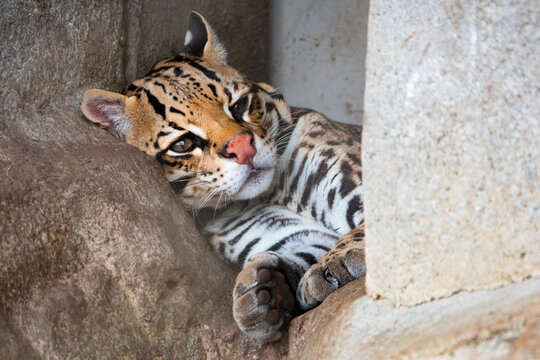 Ocelot sitting between rocks